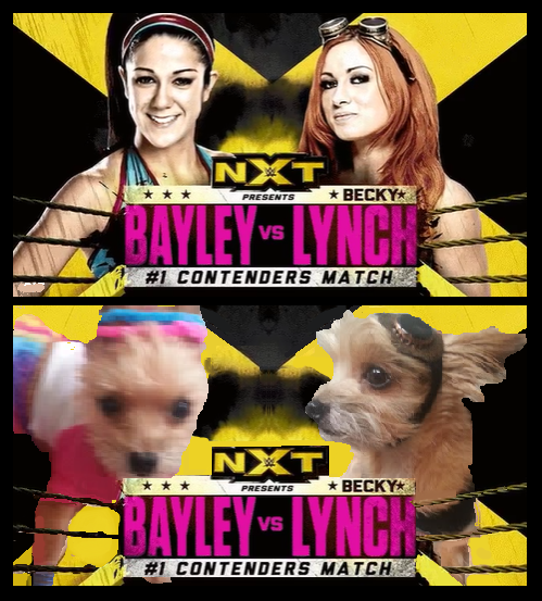 WWWeeSamwise's tweet photo. Samwise is psyched for @itsBayleyWWE vs. @BeckyLynchWWE on @WWENXT tonight!  #RingPup #WWE #NXT #HugLife #Doggles http://t.co/djSYzsBMA7