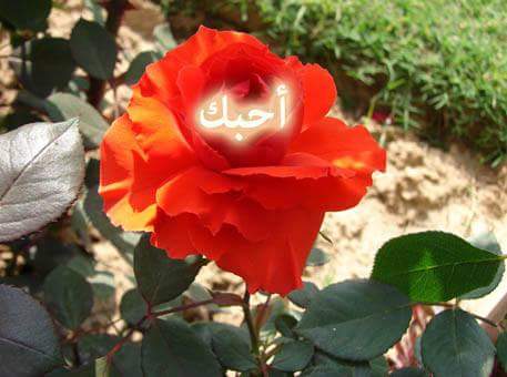TahaQasm88's tweet photo. @aldbor05 http://t.co/8bzPXNExwc