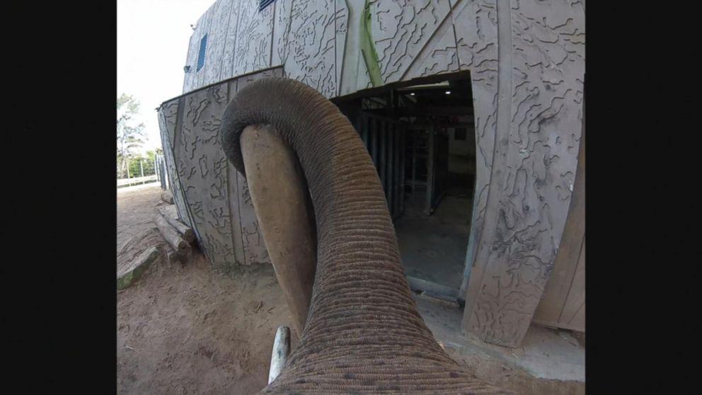 GMA's tweet image. Elephant wears GoPro while enjoying playtime at Australia zoo—see the world from its POV: abcn.ws/1J4XsIh