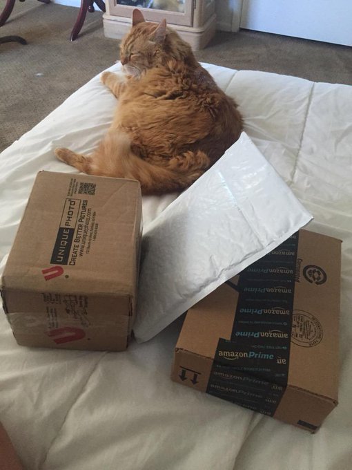 You guys seriously spoil me via my Amazon wishlist and it's the most amazing thing ever! Bout to open<a href="/tag/camgirl"class="tags"><span>#camgirl</span></a><a href="/tag/manyvids"class="tags"><span>#manyvids</span></a>