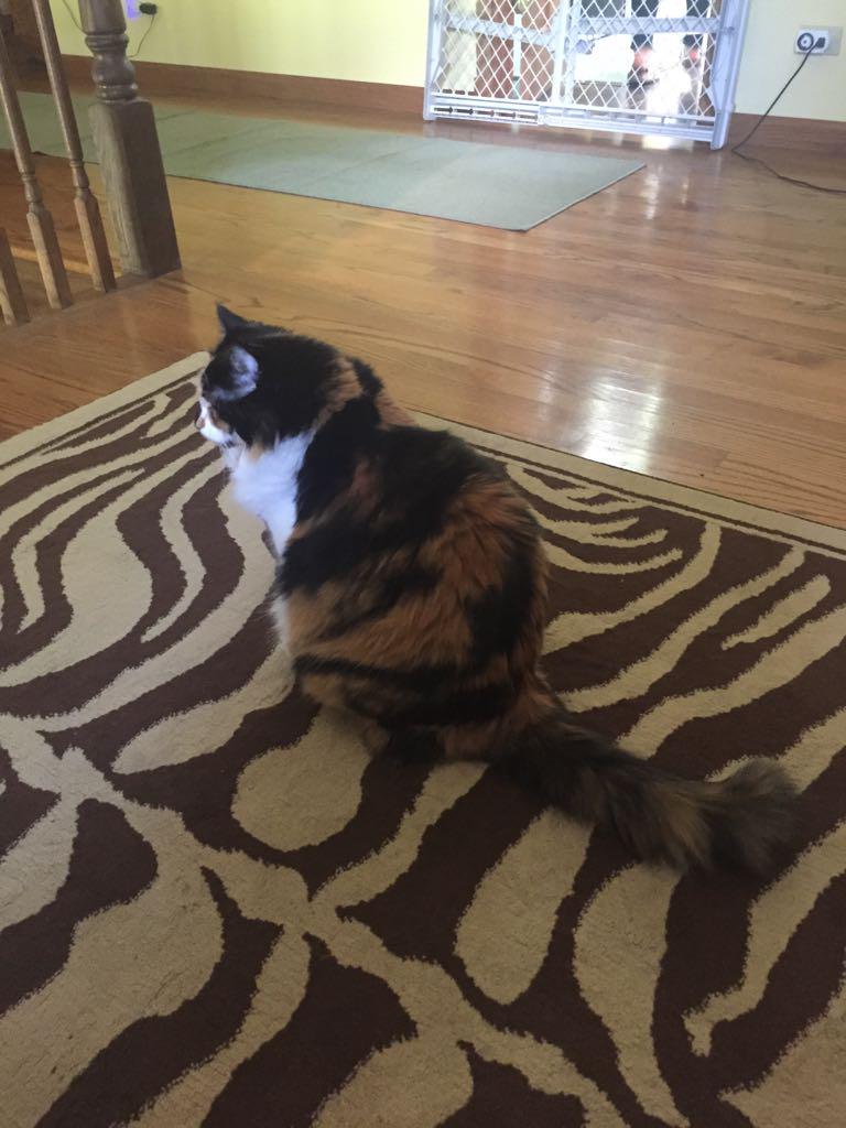 ashleygnails's tweet photo. Today's #setpet. @jenniferavello's Rori, chillin. http://t.co/qQanRNzDEU