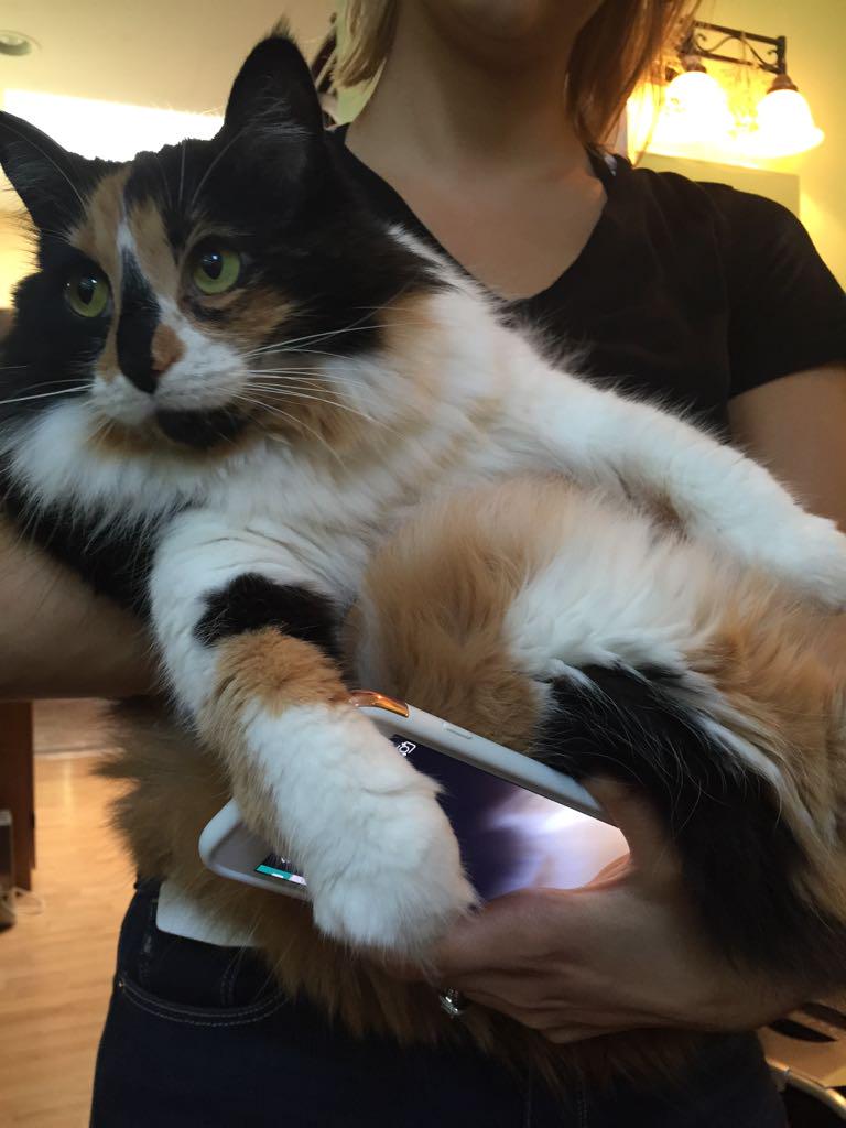 ashleygnails's tweet photo. Today's #setpet. @jenniferavello's Rori, chillin. http://t.co/qQanRNzDEU