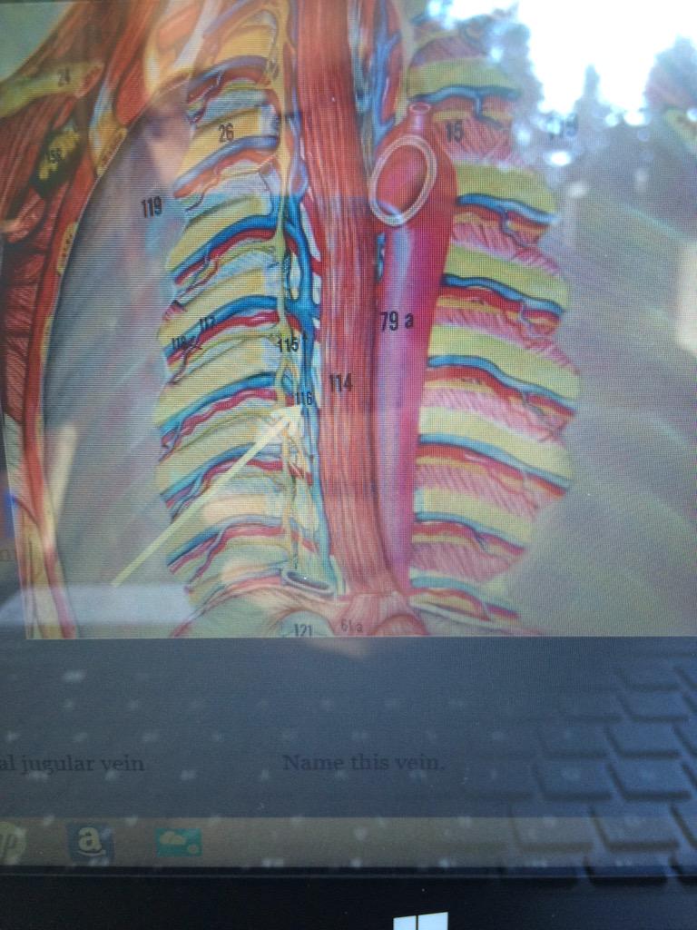 jackiie_bee's tweet photo. @thattightschick Azygos vein 😜 http://t.co/2CkU8ZwfVg