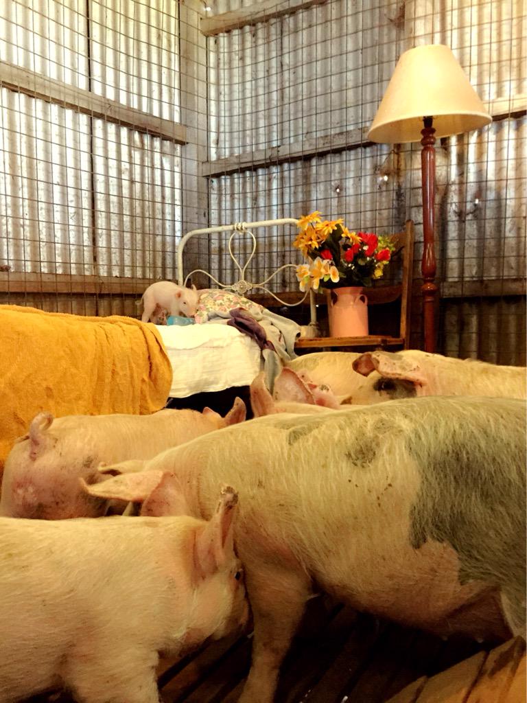 SPNFamiIy's tweet photo. @mishacollins @gishwhes All the piggies! They're deff my fave! #TeamRandomAccidents feel in love with little Jimmy! http://t.co/19EHQYNMjb