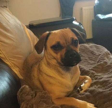 Molly is micro chipped, nervous little jug. Missing in Queens Park, Bolton today. Anyone seen her? Owner devastated