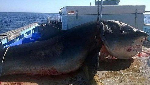 ZZRadio's tweet photo. Mira las sorprendentes imágenes del #tiburón capturado en #Australia.

--> http://t.co/6exSu9jvO7 http://t.co/NuzfWShs78