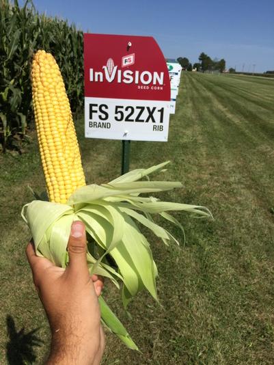 akluesner12's tweet photo. @GROWMARK @FSServices @iowa_corn Just a great looking ear of Invision corn! #yieldtesting http://t.co/VsN5BzOZRq