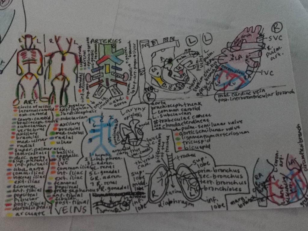 thattightschick's tweet photo. Yet again, another ridiculous notecard in the making #imavisuallearnerok #biol121hacc #forsalepostexam #tellafriend😜 http://t.co/M8LaX3YsWO
