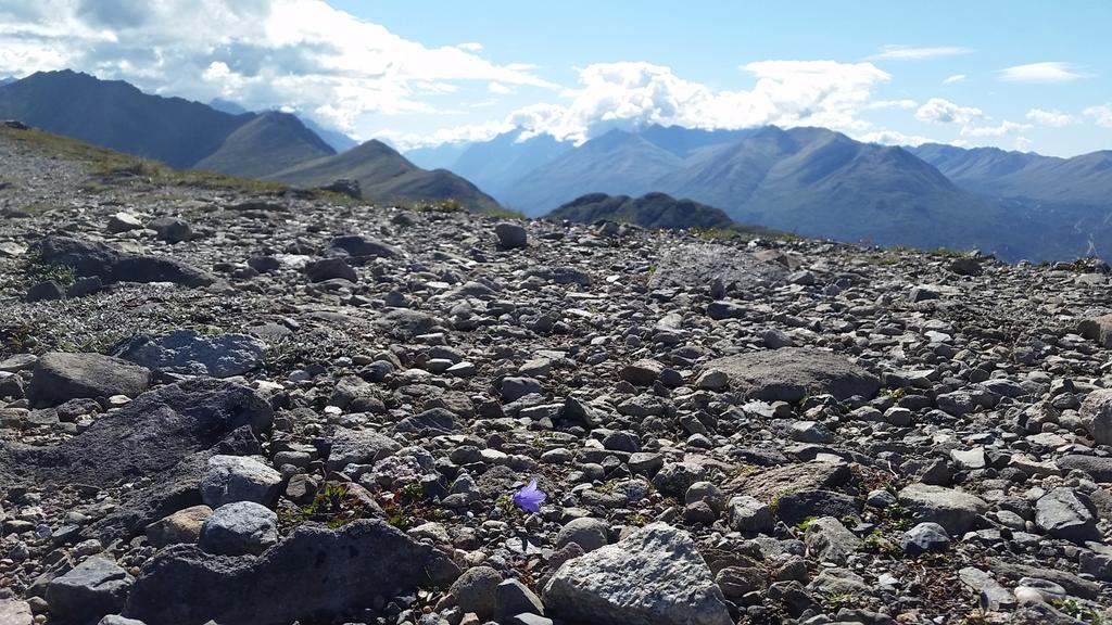 StephOrtmann_WX's tweet photo. A forget-me-not (Alaska's state flower) on top of Mount Baldy looking east. #ChugachRange #Alaska #travel http://t.co/4CVKKHsGwf