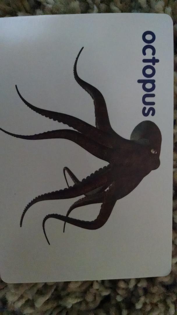 ryanGUTZ's tweet photo. Flash card maker, you had one job! An octopus has 8 legs @_youhadonejob http://t.co/k9x495nJ6s