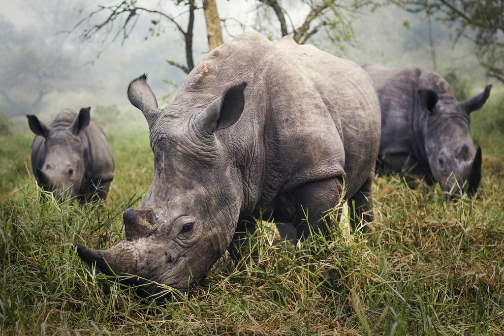 OutOfWild's tweet photo. The critically endangered White Rhinoceros. Photo by Stephane Berube. http://t.co/1VjqP4qEjK