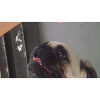 Joy_PhotoCam's tweet image. Yea!!!!!!! #pllanswers #whoisredcoat #pllday #pll #world #pll #pug #pets #pugs #dogs findelight.net/puggie_detail.…