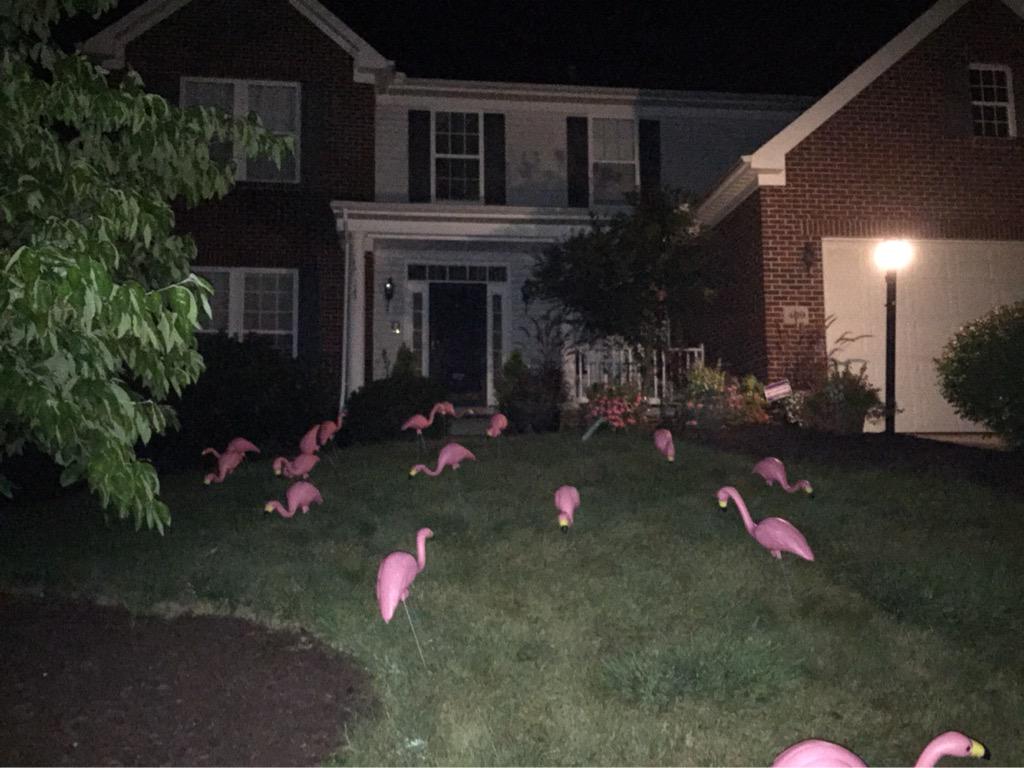 prhstubas's tweet photo. Another night another flocking
Who will wake up with a surprise tomorrow!? Wait and see😉 http://t.co/mfURrRYwQ5