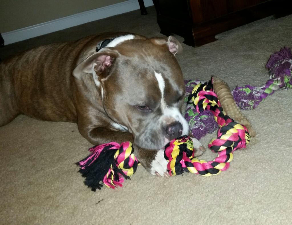 MrPuppyToYou's tweet photo. New rope, let's tug !! http://t.co/wwzbweVBcM
