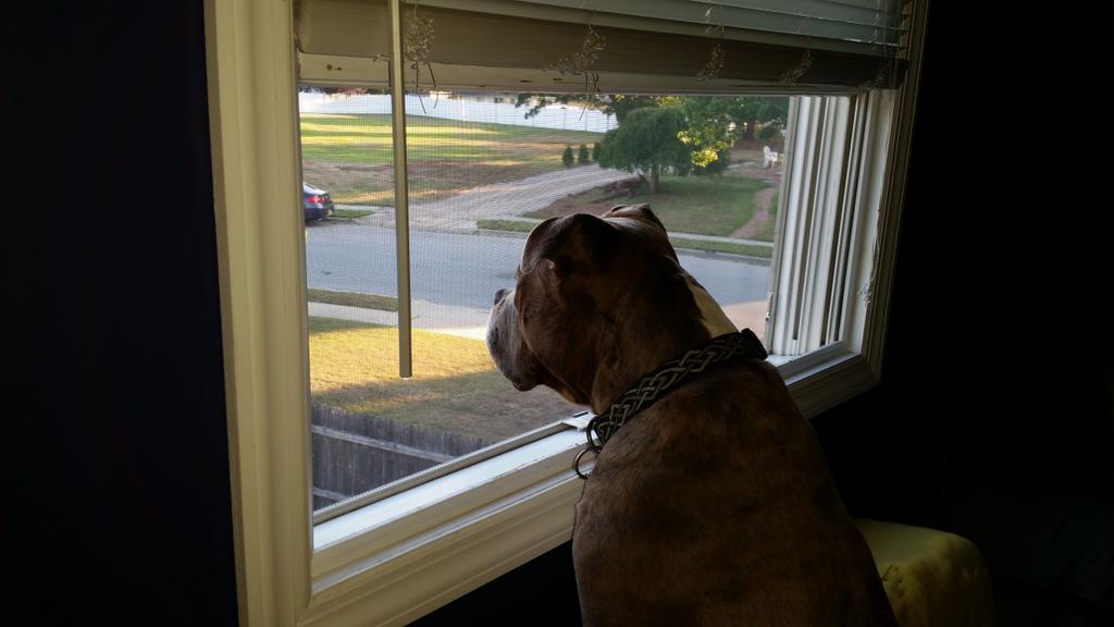 MrPuppyToYou's tweet photo. Great watch dog view from my room. http://t.co/1PeEZtpobX