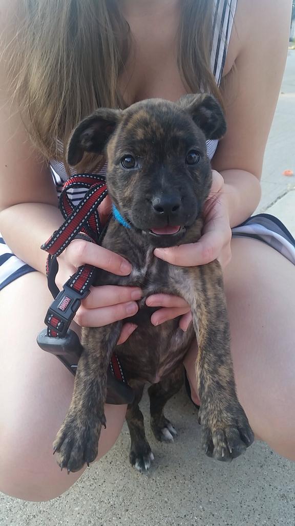 ThatMochaGurl's tweet photo. Meet my best friends dog, Athena! A pit/boxer mix! #cipyd #iwantthree http://t.co/AIZ8IGaPwI