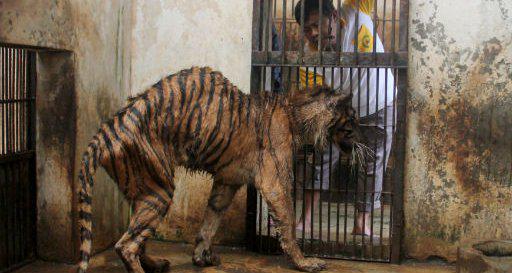 kristenh1013's tweet photo. @OpFunKill3 @OpAnimals @PurrEvilKitteh @PriscillaLakerv 
Zoo of Death. Put An End To This Zoo
http://t.co/s2imaR7WGR http://t.co/kqXTajk1aq