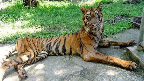 kristenh1013's tweet photo. @OpFunKill3 @OpAnimals @PurrEvilKitteh @PriscillaLakerv 
Zoo of Death. Put An End To This Zoo
http://t.co/s2imaR7WGR http://t.co/kqXTajk1aq
