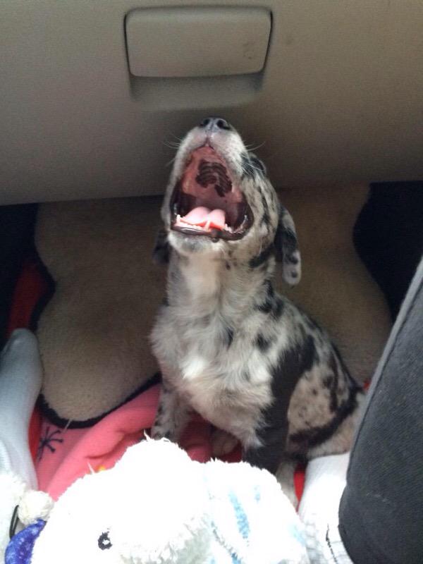PuppyProperties's tweet photo. RT if you want this puppy! 💗💙💜 http://t.co/q2tUToHTDX