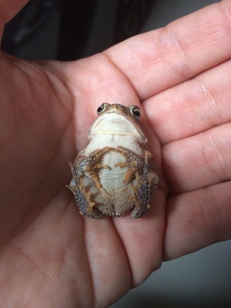 TanisThacker's tweet photo. In Florida, even the toads are chill. @DestinationBrev #brevard #zentoad http://t.co/JXV3ZWFjzN