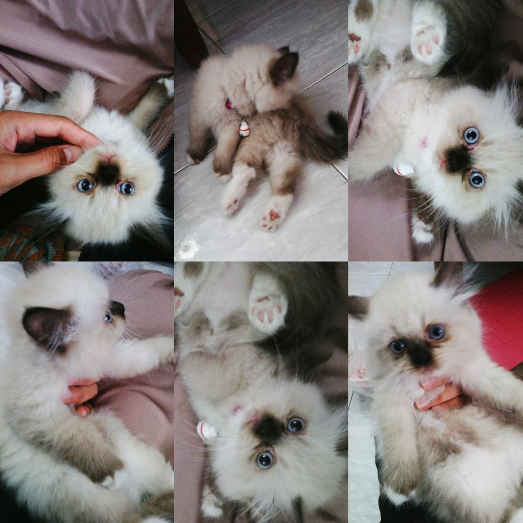 annisarchmwty's tweet photo. Si ucil ogel ogel ♥ http://t.co/UvOy6OqyMd