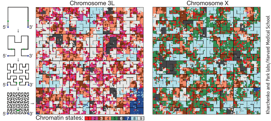 manoliskellis's tweet photo. Epigenomic Visualization @naturemethods w/ ChromHMM, ChromImpute, EpiLogos, modENCODE, Roadmap http://t.co/0e0QAYoqfX http://t.co/wBNCI7h29R