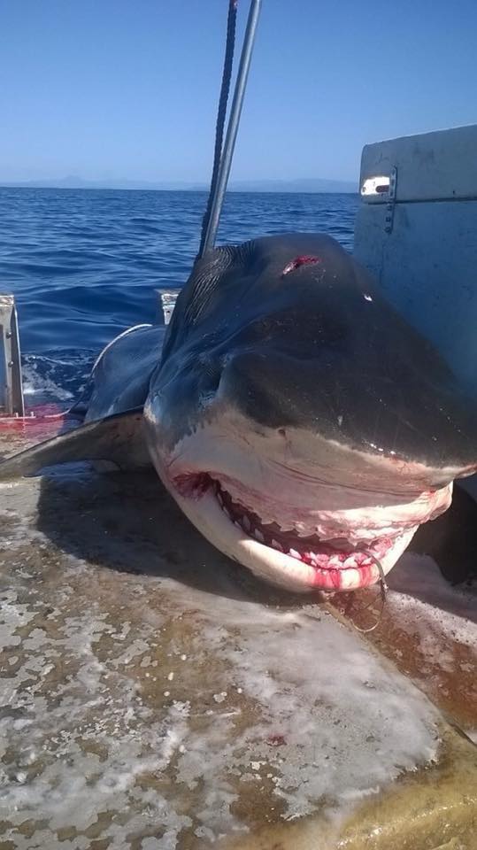 BleacherReport's tweet photo. Questions remain after a massive 19-foot tiger shark was caught off the coast of Australia http://t.co/m0fyjRYdgj http://t.co/6fUEeSlx2v