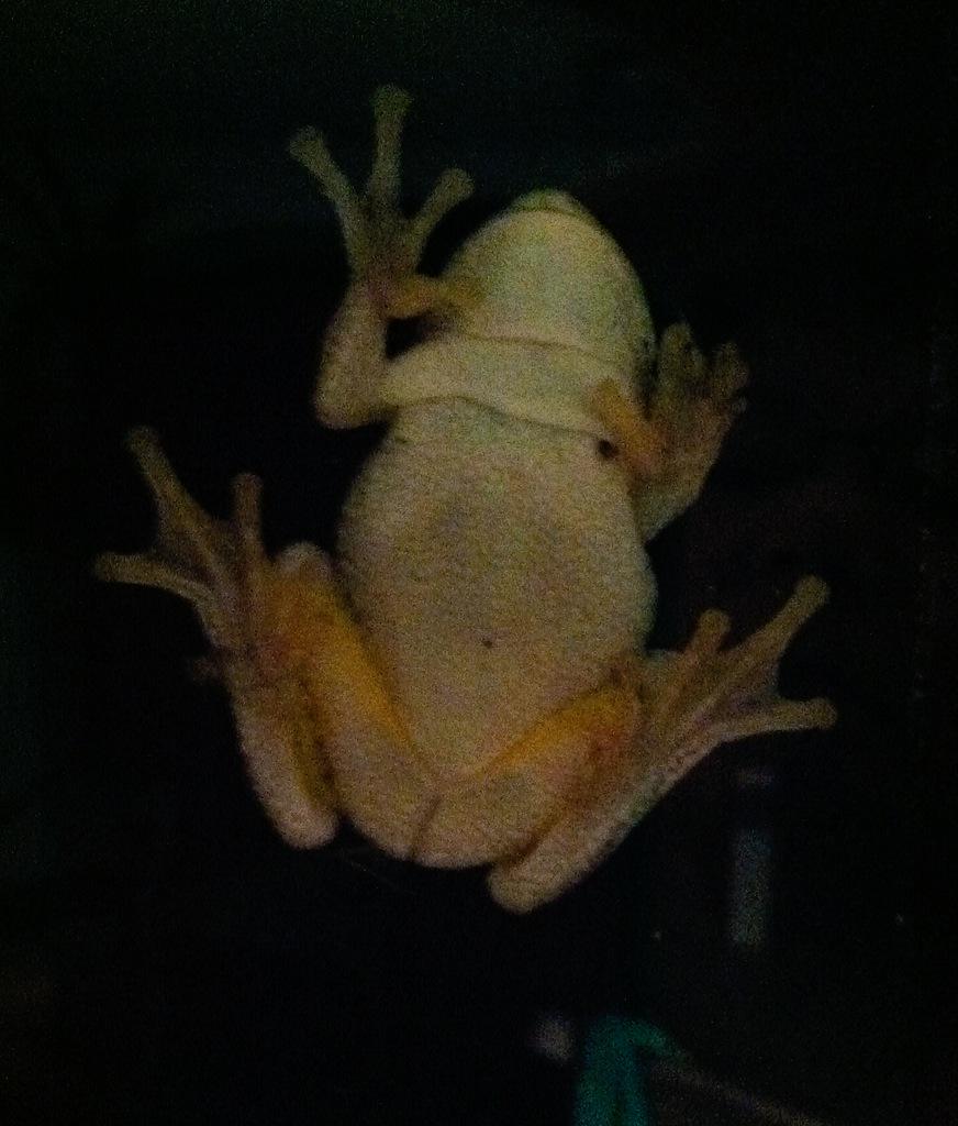1kilech's tweet photo. Nudie Frog Sext🙈 http://t.co/mavAl9t9ST
