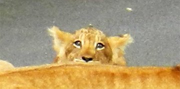 ﾉｪ ｺｯｿﾘ デビューしたばかりの多摩動物園の赤ちゃんライオンは人見知り Togetter