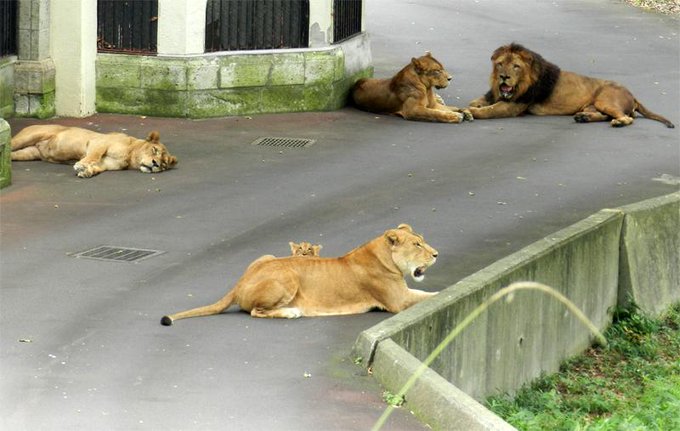 ﾉｪ ｺｯｿﾘ デビューしたばかりの多摩動物園の赤ちゃんライオンは人見知り Togetter