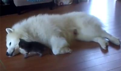 kukyoku's tweet photo. 子猫になにをされても
抵抗しないやさしいワンちゃん♪
遊び相手になってあげているんだね。
 https://t.co/VcU1ahdz4r http://t.co/2d1my5caQ5