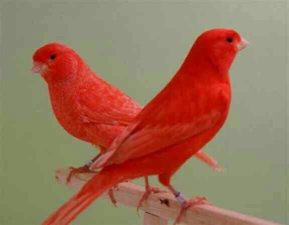 FatimaFumar's tweet image. 