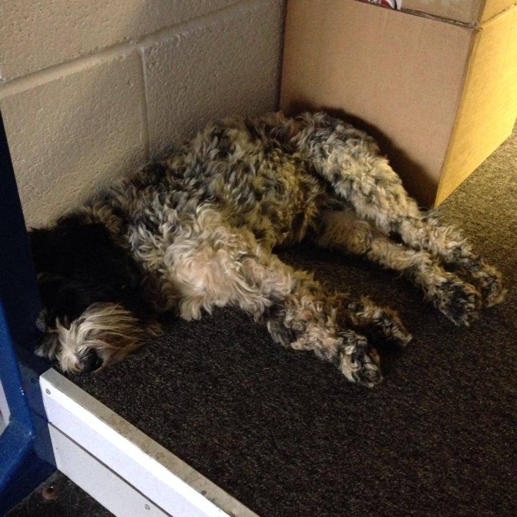 VeloVixenUK's tweet photo. Office Hound Darcy has definitely found her niche at VV HQ. #ferociousguarddog #woof #dynamic http://t.co/MKaoWhwUY7