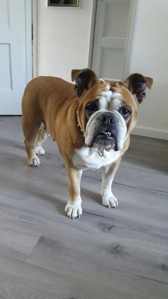 Bullenhuis's tweet photo. Lester 7 jaar zoekt een goud mandje voor meer info http://t.co/t9eKYrBFH8 http://t.co/B7HmtZW0wF
