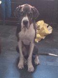 Bullenhuis's tweet photo. Chicca Deense dog van 2 jaar zoekt een goud mandje, voor meer info http://t.co/QnhsVW2QqC http://t.co/U7TnVUGepZ