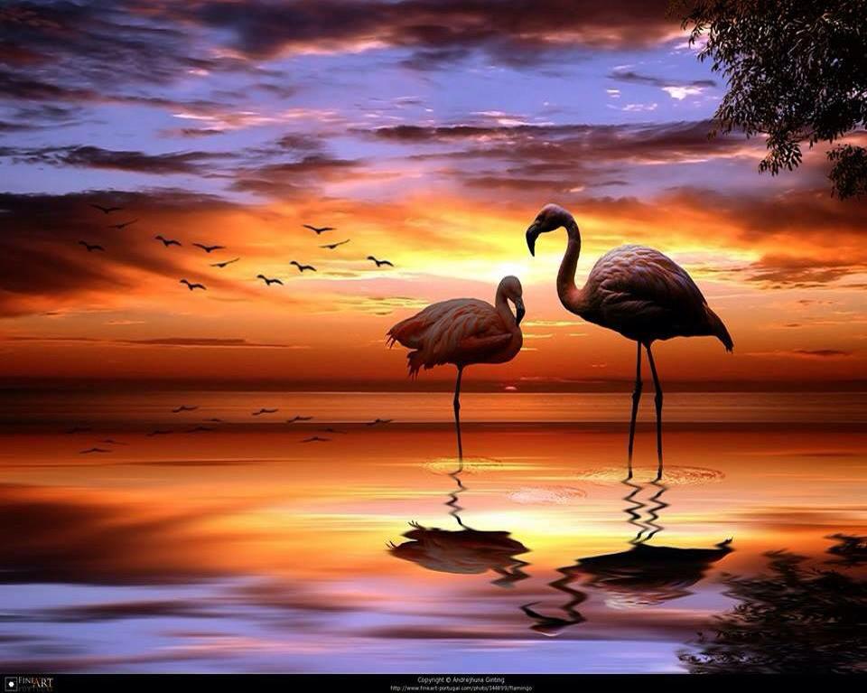 Flamingos.... by Andrejhuna Ginting #Zen  #photo rt <a href="/Gabriele_Corno/">Gabriele Corno</a> <a href="/GWPStudio/">Greg Wilson</a>