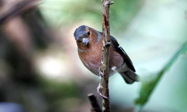 Two 'Shazam for birdsong apps' put to the test, with some surprising results <a href="/warblrUK/">Warblr (old)</a> <a href="/iSpiny/">Jack + Max!</a> gu.com/p/4befe/stw