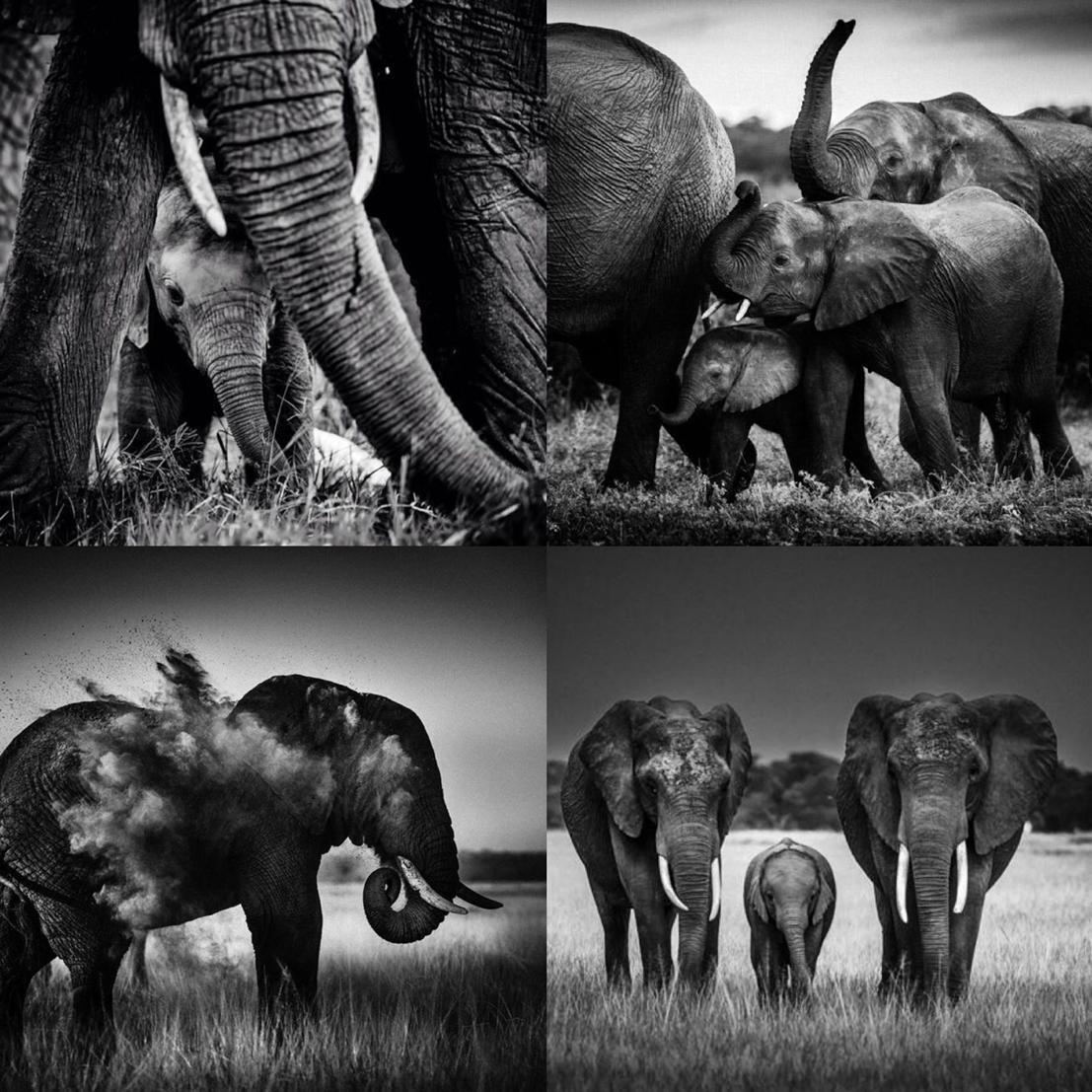 laurentbaheux tweet picture
