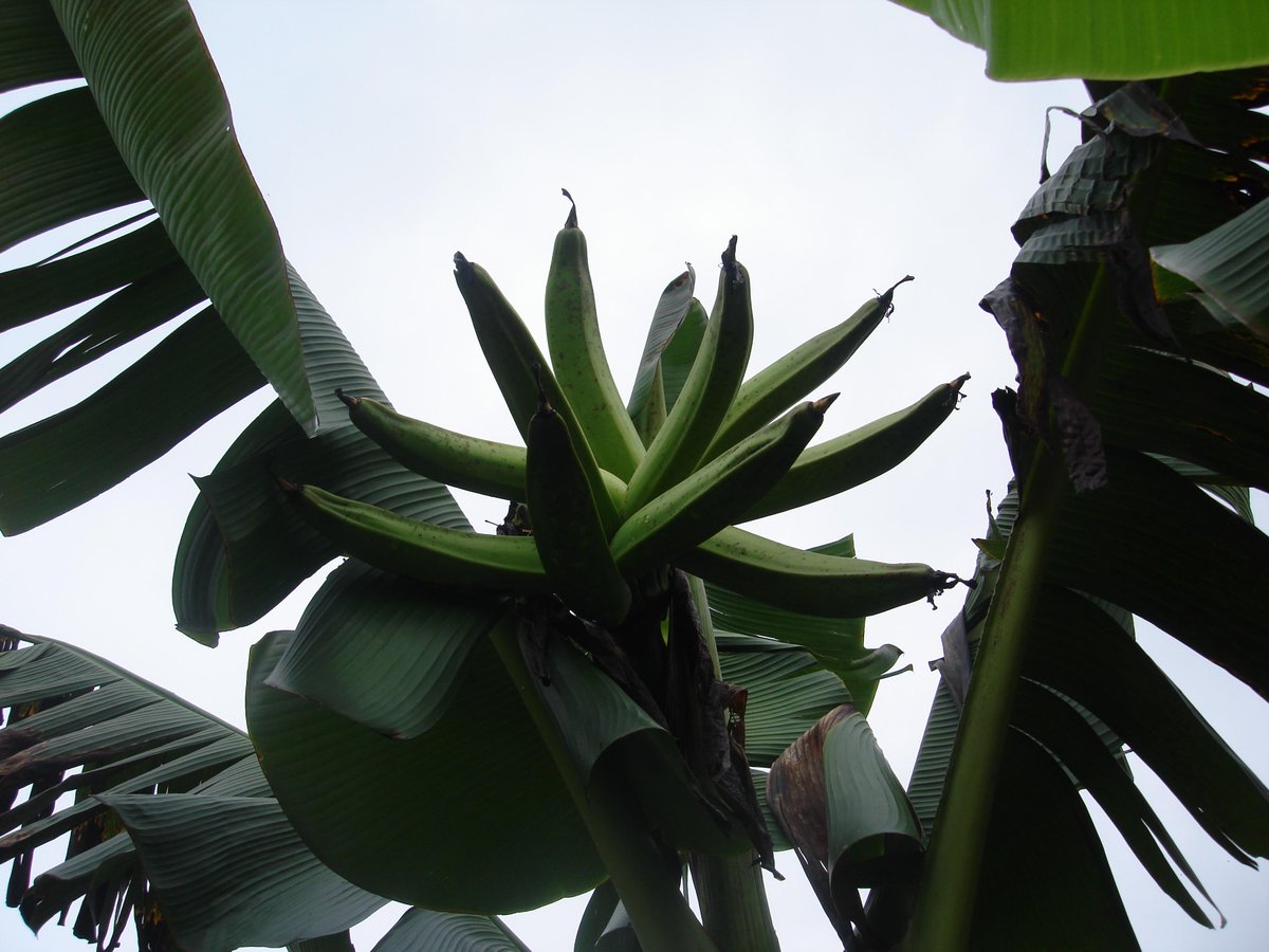 Evergreensza's tweet photo. Plantains—or "cooking #banana"—are simply varieties that usually don't ripen to sweetness. http://t.co/Mz6LxVYwaB