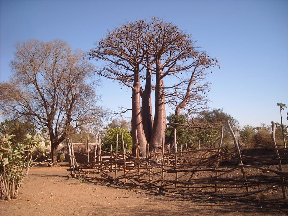 市民ネットワークforTICAD (@afri_can_ticad) on Twitter photo 世界にはバオバブは10種類あるそうなのですが、そのうちなんと8種類はマダガスカルでしか見ることができないそうです! 世界にはバオバブは10種類あるそうなのですが、そのうちなんと8種類はマダガスカルでしか見ることができないそうです!