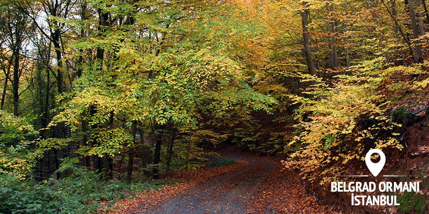 GoTurkiye's tweet image. A forest right in the heart of the busy city of Istanbul is just waiting to be discovered!