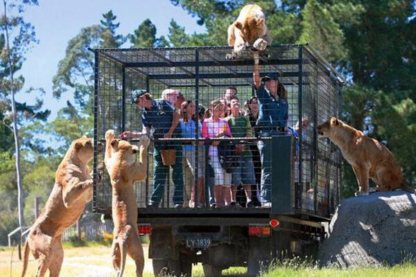 _Paisajes_'s tweet photo. Un zoo de Nueva Zelanda encierra a los visitantes en una camión-jaula que recorre el lugar con los animales libres http://t.co/A5Zp9cKieo