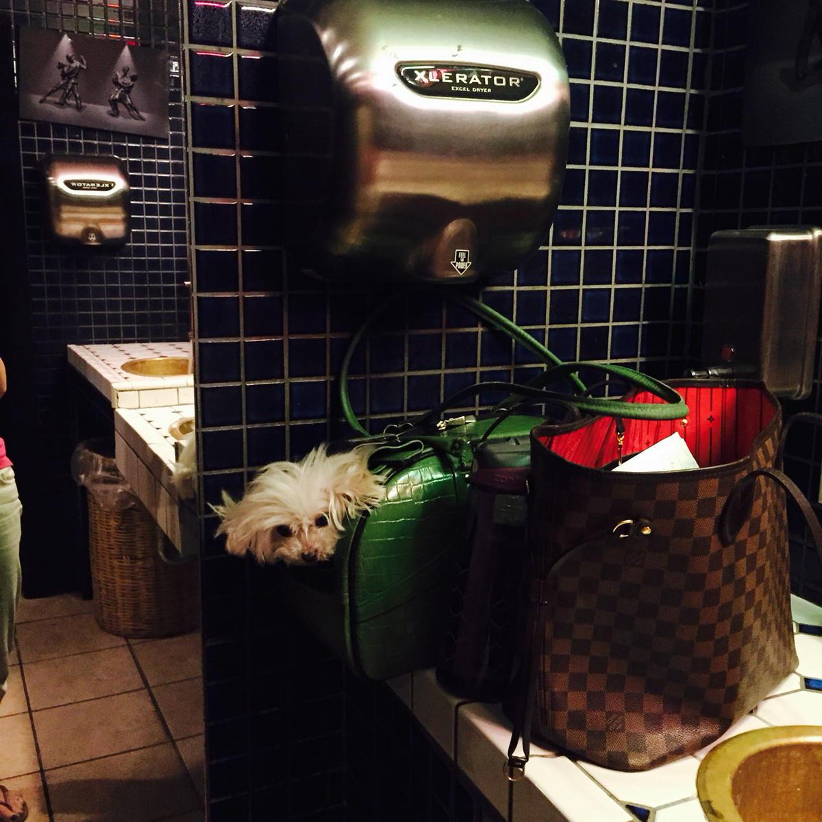 flynnbeck's tweet image. Bunny getting an impromtu blow out with the hand dryer      #winning @HaHaCafe this open mic