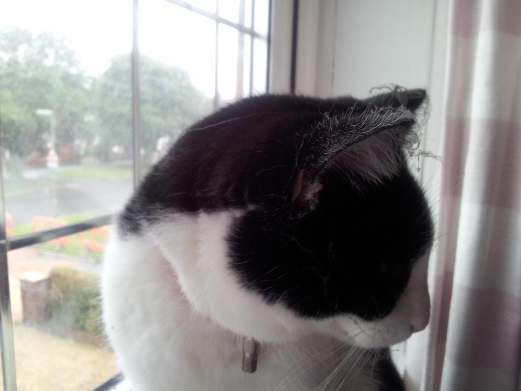 FelixMauCats's tweet photo. Here is me after I was a helpful #plumbersmate cleaning cobwebs behind the boiler. #helpful #cat http://t.co/3gsrq0rZD7