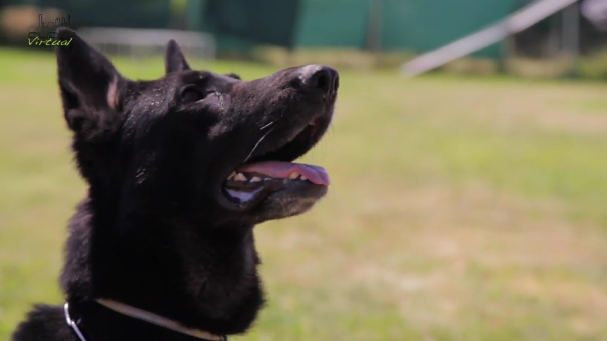 CiudadVirtualTV's tweet photo. http://t.co/qSIKZd4qvD La Unidad Canina de la Policía Municipal de #Mostoles lucha contra las drogas y explosivos. http://t.co/qVu1O5IpjS