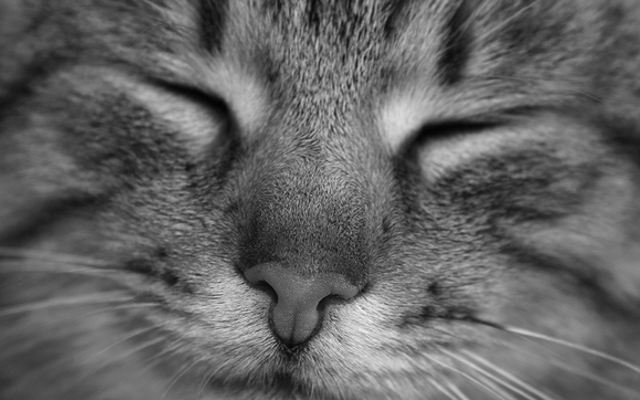 TheAurical's tweet photo. Decorate the office with cat pics. It's good for you, says science! http://t.co/Xu7biBuYsN http://t.co/npz8lzqYic
