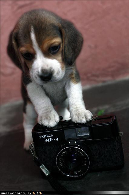 When life gets blurry, adjust your focus.

#dogsofHUFT #lovethis #lifeislikeacamera