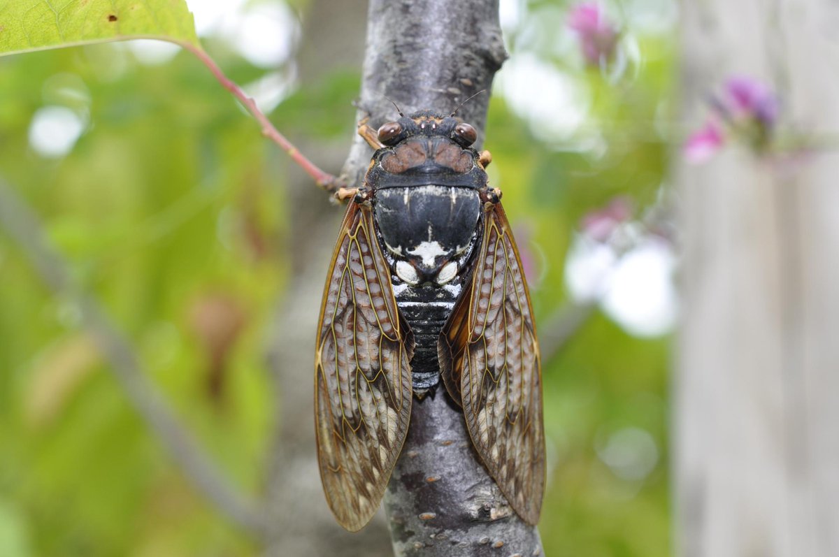 O Xrhsths 新潟市水族館マリンピア日本海 Sto Twitter アブラゼミ マリンピア日本海 節足動物門 昆虫綱 カメムシ目 セミ科 アブラゼミ属 体長56 60mm 全国 褐色の翅をもつ いわゆる鳴き声は ジージー セミの鳴音は 後胸部と第一腹節の間の発音器により