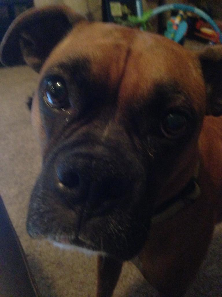 mike_grubb83's tweet photo. @BoxerDogUnion Jager is sad mom took his baby brother to his grandparent's house last night #boxerdog #PuppyLove http://t.co/AveGVadmzJ