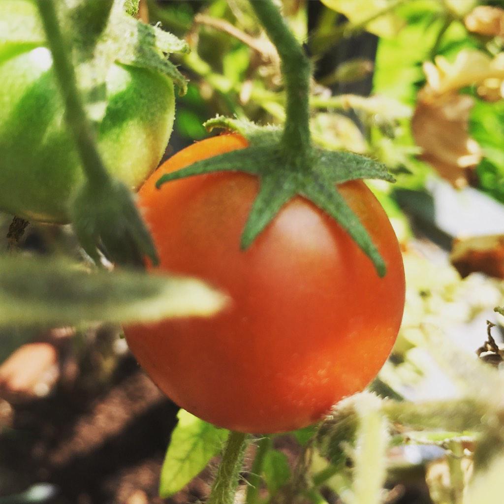 De tomaten doen het ook goed op een #amsterdams #balkon #detuinvrouwen #moestuin #moestuinieren #ah #minimoestuin